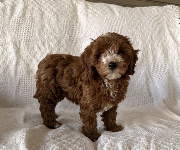Medium Photo #2 Cavapoo (Miniature) Puppy For Sale in THORP, WI, USA
