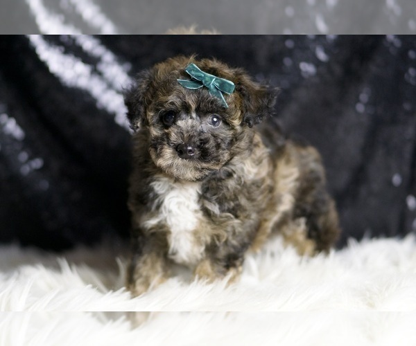 Medium Photo #37 Poodle (Miniature) Puppy For Sale in WARSAW, IN, USA