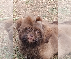 Shih Tzu Puppy for sale in ABBEVILLE, SC, USA
