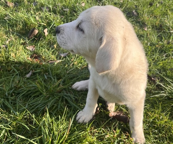 Medium Photo #17 Akbash-Great Pyrenees Mix Puppy For Sale in RIDGEFIELD, WA, USA