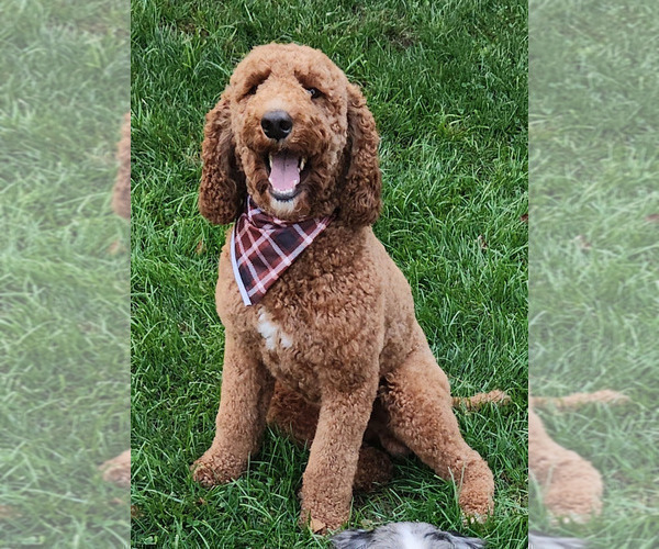 Medium Photo #1 F2 Aussiedoodle Puppy For Sale in COLUMBIA, TN, USA