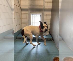American Pit Bull Terrier-Staffordshire Bull Terrier Mix Dogs for adoption in Pearland, TX, USA