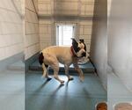 Small American Pit Bull Terrier-Staffordshire Bull Terrier Mix