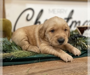Golden Retriever Puppy for sale in FORDLAND, MO, USA