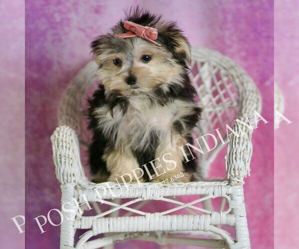 Medium Photo #8 Morkie Puppy For Sale in WARSAW, IN, USA