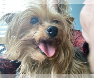Mother of the Yorkshire Terrier puppies born on 03/14/2026