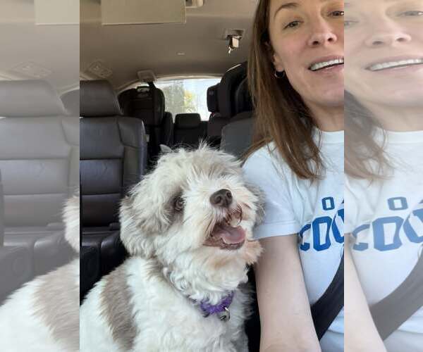 Medium Photo #3 Havanese Puppy For Sale in Catasauqua, PA, USA