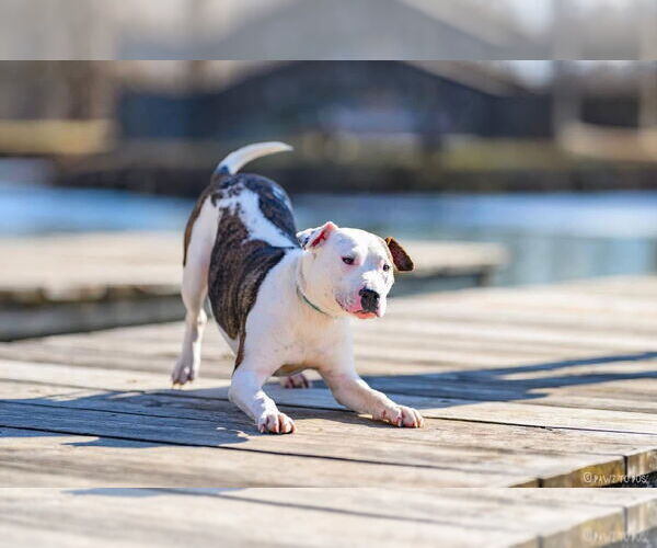 Medium Photo #15 American Pit Bull Terrier-Unknown Mix Puppy For Sale in Germantown, OH, USA