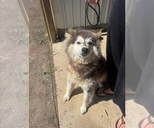 Siberian Husky-Unknown Mix Dogs for adoption in Calgary, Alberta, Canada