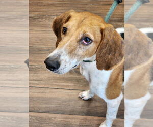 Mutt Dogs for adoption in Hilton Head, SC, USA