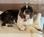 Small #2 Cocker Spaniel