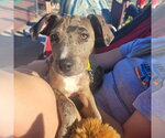Small #1 Catahoula Leopard Dog Mix