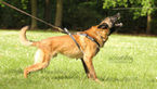 Small Photo #1 Belgian Malinois Puppy For Sale in NOBLE, OK, USA