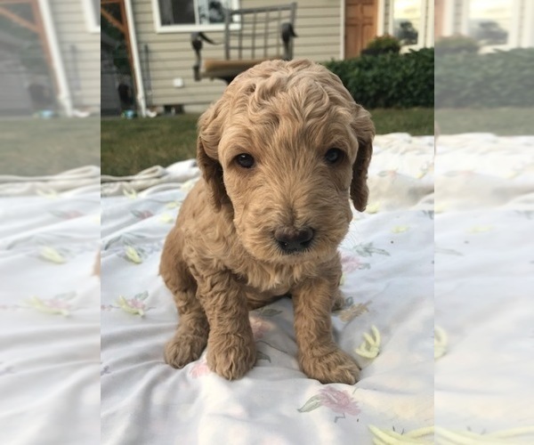 Medium Photo #2 Goldendoodle Puppy For Sale in GRAHAM, WA, USA