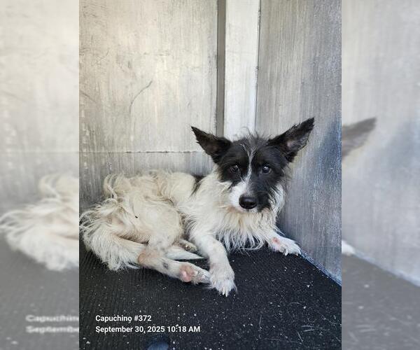 Medium Photo #1 Mutt Puppy For Sale in San Antonio, TX, USA