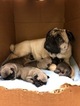 Small Photo #2 Pug Puppy For Sale in WALTON, KY, USA