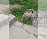 Small Australian Cattle Dog