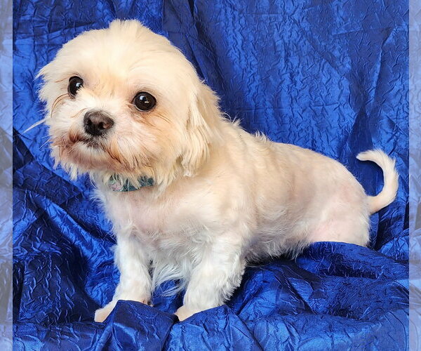 Medium Photo #2 Maltese Puppy For Sale in Cuba, NY, USA