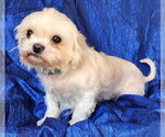 Small #1 Maltese