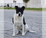 Small #1 American Staffordshire Terrier Mix