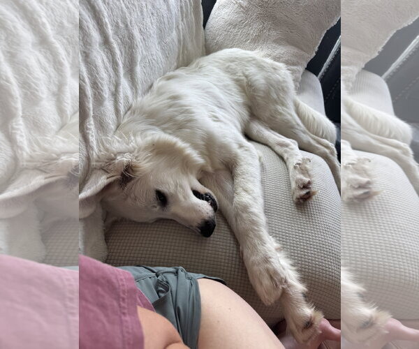 Medium Photo #2 Great Pyrenees Puppy For Sale in Dallas, TX, USA