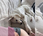 Small Photo #2 Great Pyrenees Puppy For Sale in Dallas, TX, USA