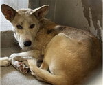 Small German Shepherd Dog Mix