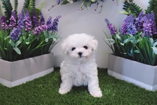 Maltese Puppy for sale in LAS VEGAS, NV, USA