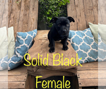 Puppy Sable American Bully