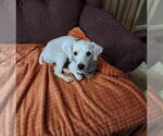 Small Poodle (Standard) Mix