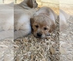 Small Photo #4 Labrador Retriever Puppy For Sale in CHEHALIS, WA, USA