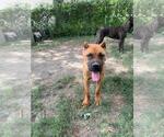 Small #2 Cane Corso