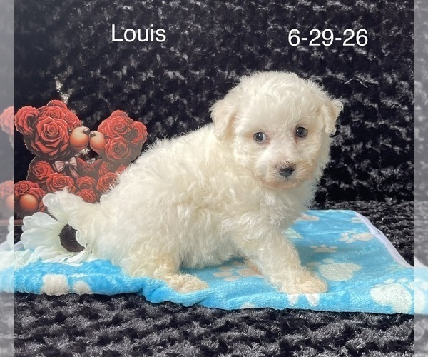 Medium Photo #3 Bichon Frise Puppy For Sale in MOUNT PLEASANT, MI, USA