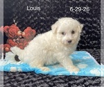 Louis - Male Bichon Frise Puppy for Sale - Photo #3