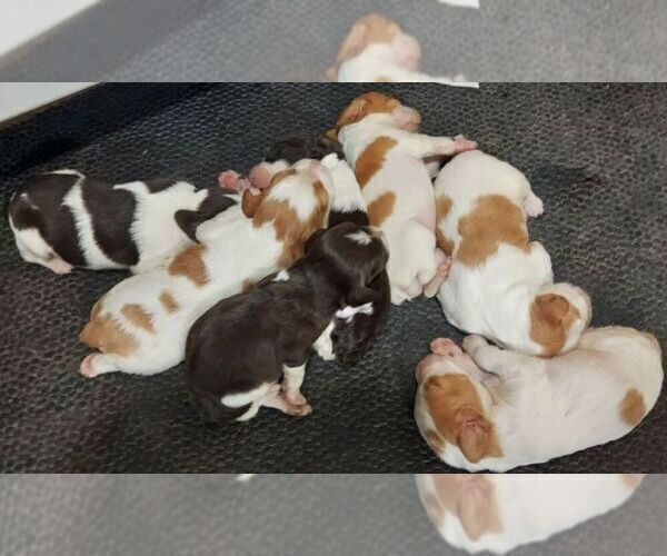 Medium Photo #1 Brittany Puppy For Sale in BLOSSBURG, PA, USA