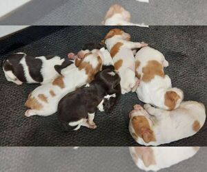 Brittany Puppy for sale in BLOSSBURG, PA, USA