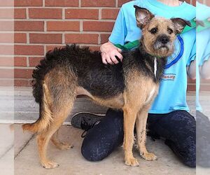 Firu - Female Border Terrier-Unknown Mix Dog for Adoption - Photo #2
