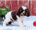 Puppy Bobbie Cocker Spaniel