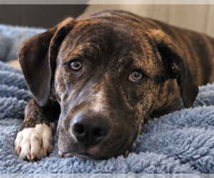 VALENTINO - Male Boxer-Mastiff Mix Dog for Adoption - Photo #2