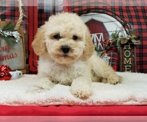 Goldendoodle-Poodle (Toy) Mix Puppy for sale in BLACK FOREST, CO, USA