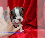 Puppy Daisey Yellow Boston Terrier