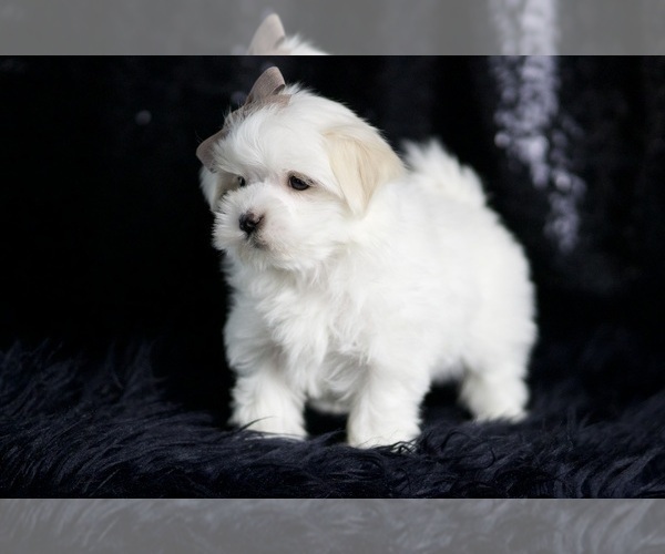 Medium Photo #5 Maltese Puppy For Sale in WARSAW, IN, USA