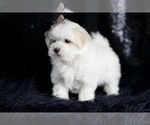 Small #4 Maltese