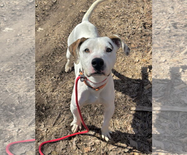 Medium Photo #11 Lab-Pointer Puppy For Sale in Rockaway, NJ, USA