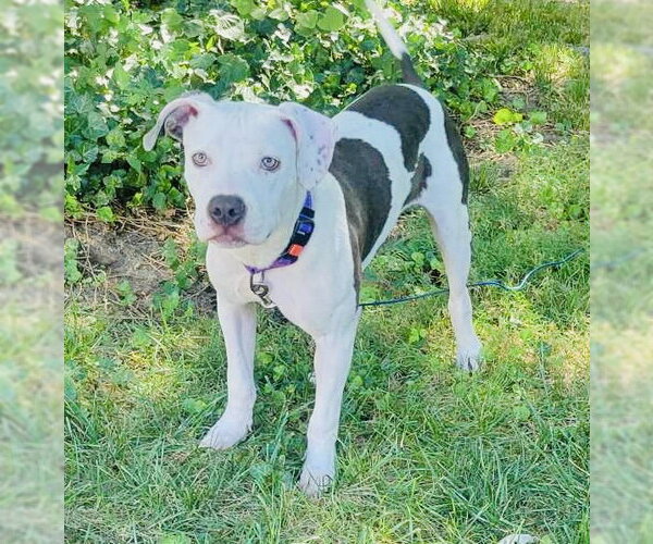 Medium Photo #38 American Pit Bull Terrier-Unknown Mix Puppy For Sale in Germantown, OH, USA