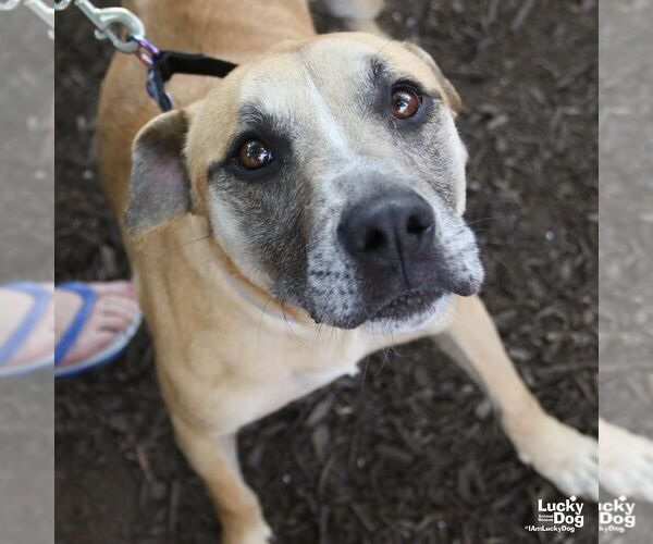 Medium Photo #5 Labrador Retriever-Unknown Mix Puppy For Sale in Washington, DC, USA