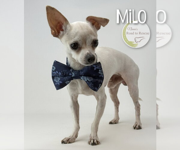 Medium Photo #3 Chihuahua Puppy For Sale in Benton, LA, USA