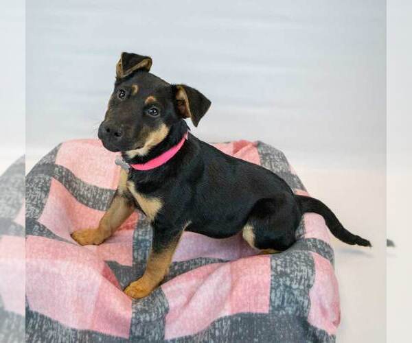 Medium Photo #5 Mutt Puppy For Sale in Kennesaw, GA, USA