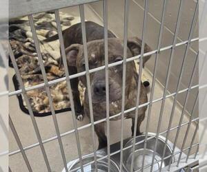 Mutt Dogs for adoption in Decatur, IL, USA
