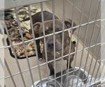 SARAH - Female Mutt Dog for Adoption - Small photo